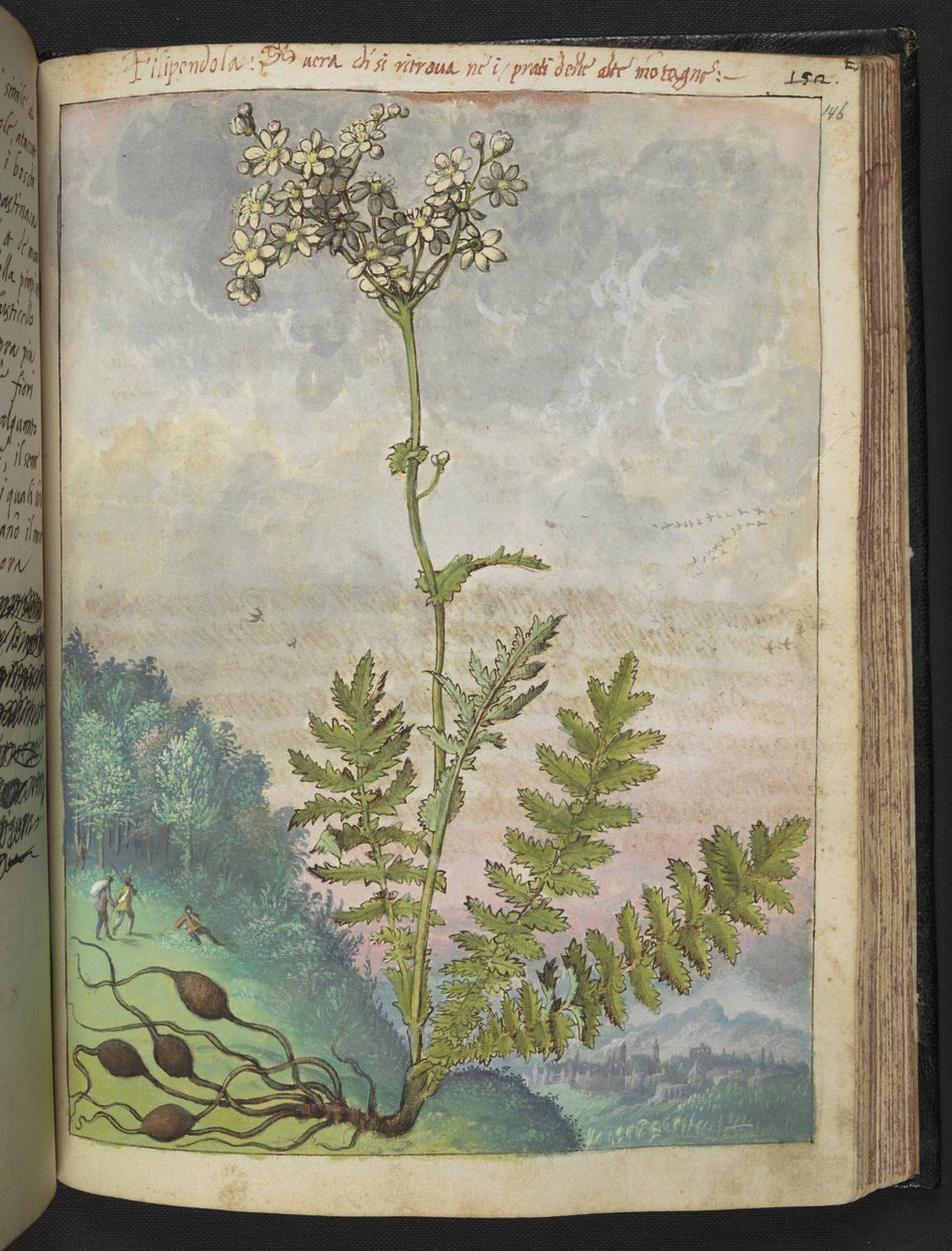 Filipendula vulgari, z "Obrazy flóry římských států" od Gherarda Ciba, Přidat MS 22333, f146r, c.1564-84 (akvarel a kvaš na papíře) od Gherardo Cibo