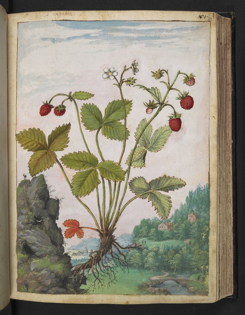Fragaria vesca, z "Obrazy flóry římských států" od Gherarda Ciba, Přidat MS 22333, f082r, c.1564-84 (akvarel a kvaš na papíře) od Gherardo Cibo