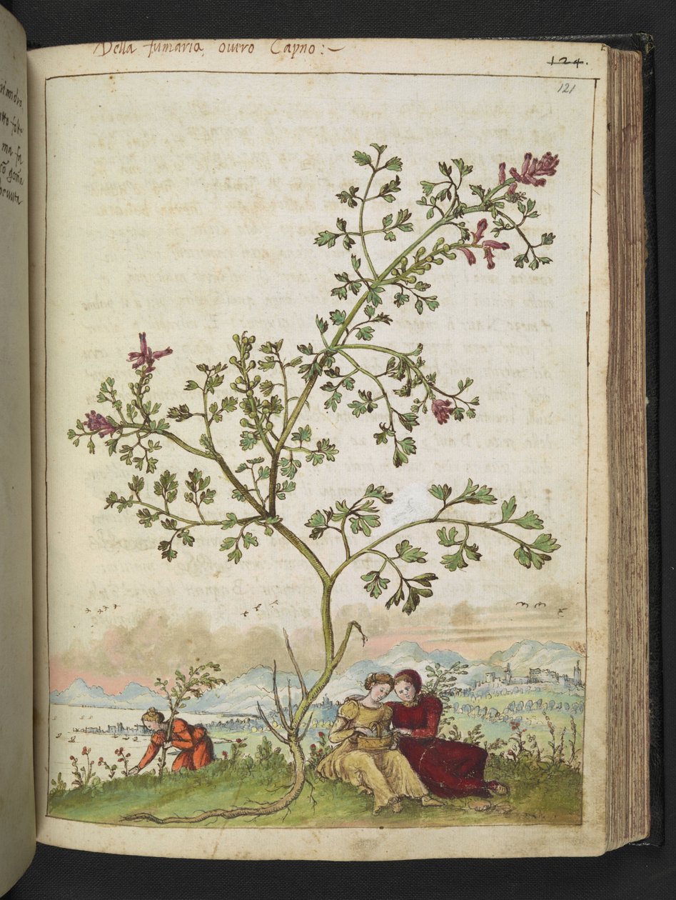 Fumaria gaillardotii , z "Paintings of Flora of the Roman States" od Gherardo Cibo, Add MS 22333, f121r, c.1564-84 (akvarel a kvaš na papíře) od Gherardo Cibo