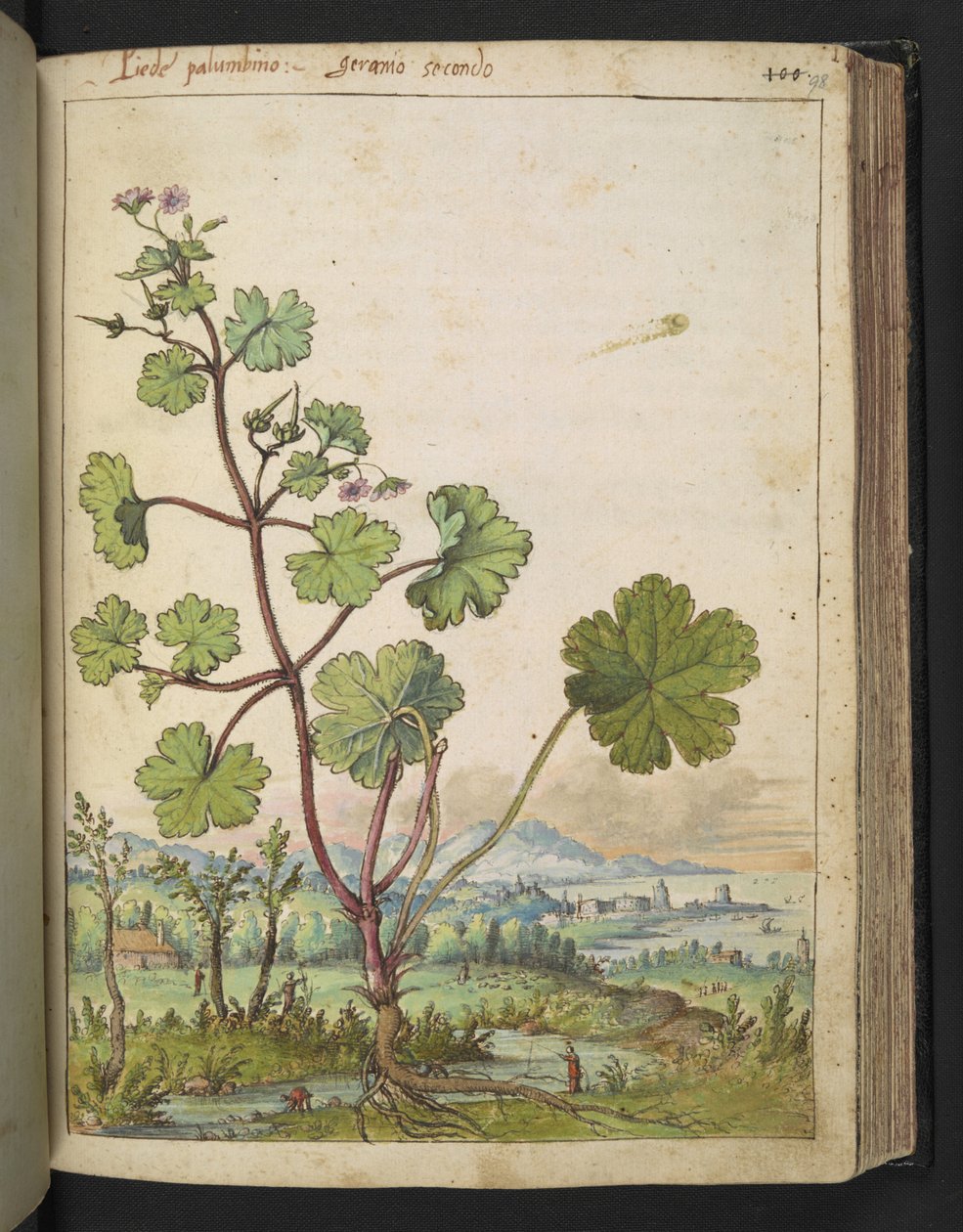 Geranium rotundifolium: Rostlina s růžovými květy. , z "Paintings of Flora of the Roman States" od Gherardo Cibo, Add MS 22333, f098r, c.1564-84 (akvarel a kvaš na papíře) od Gherardo Cibo
