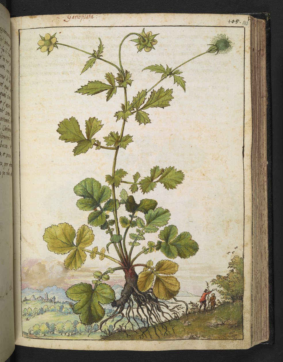 Geum urbanum, z "Obrazy flóry římských států" od Gherarda Ciba, Add MS 22333, f103r, c.1564-84 (akvarel a kvaš na papíře) od Gherardo Cibo