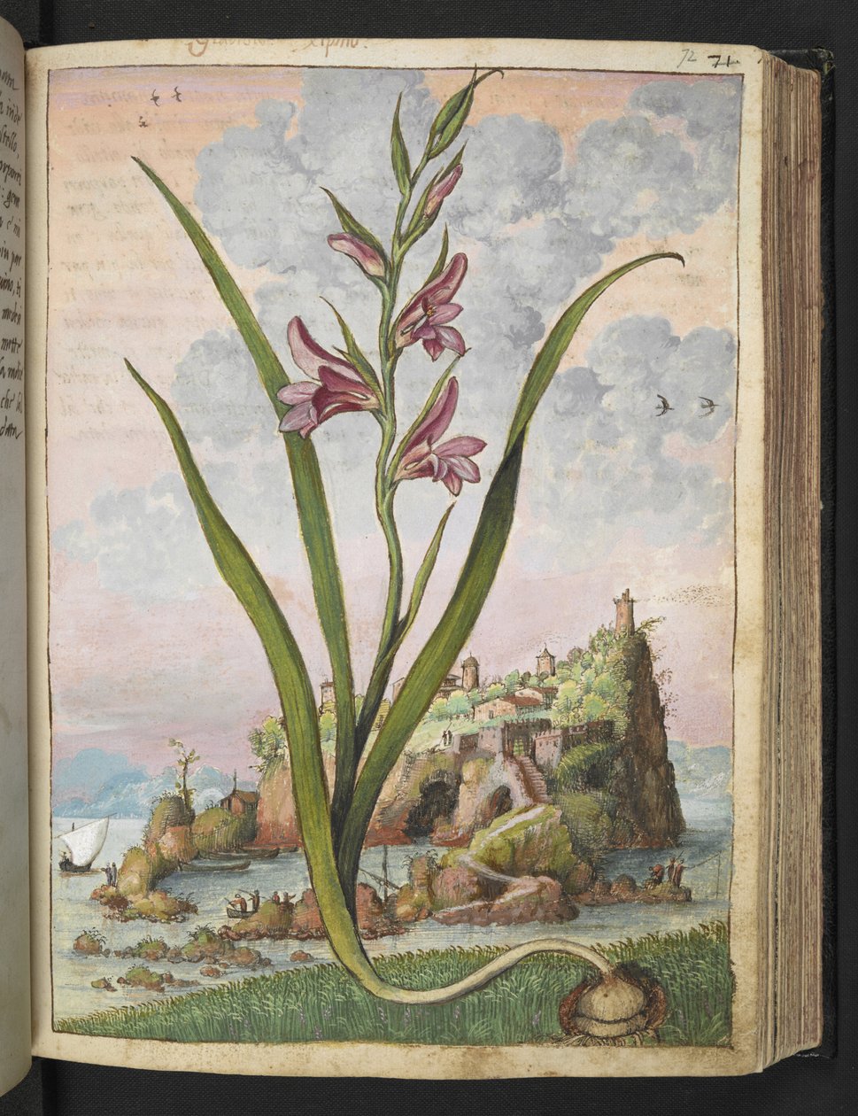 Gladiolus Italicus, z "Obrazy flóry římských států" od Gherarda Ciba, Přidat MS 22333, f072r, c.1564-84 (akvarel a kvaš na papíře) od Gherardo Cibo