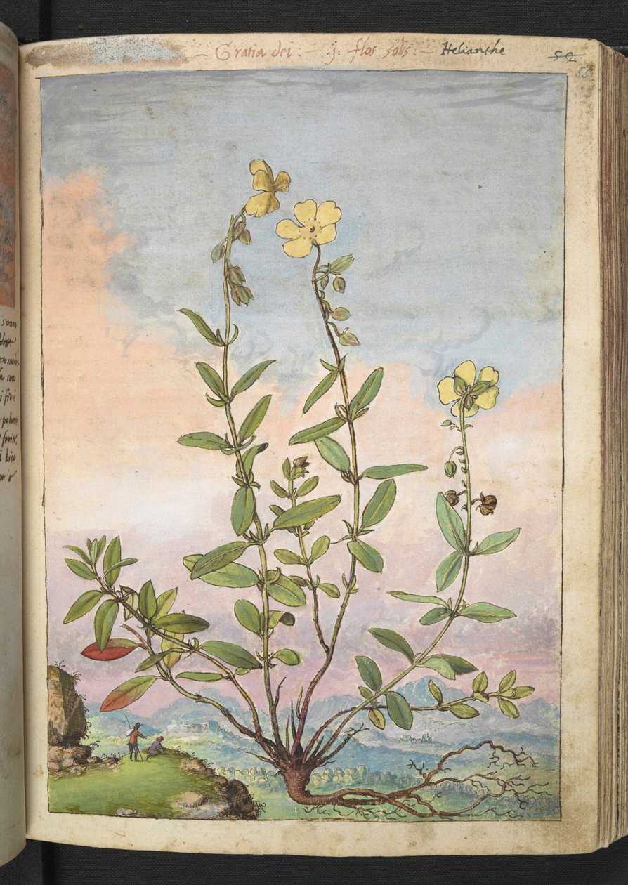 Helianthemum nummularium, z "Obrazy flóry římských států" od Gherarda Ciba, Přidat MS 22333, f055r, c.1564-84 (akvarel a kvaš na papíře) od Gherardo Cibo