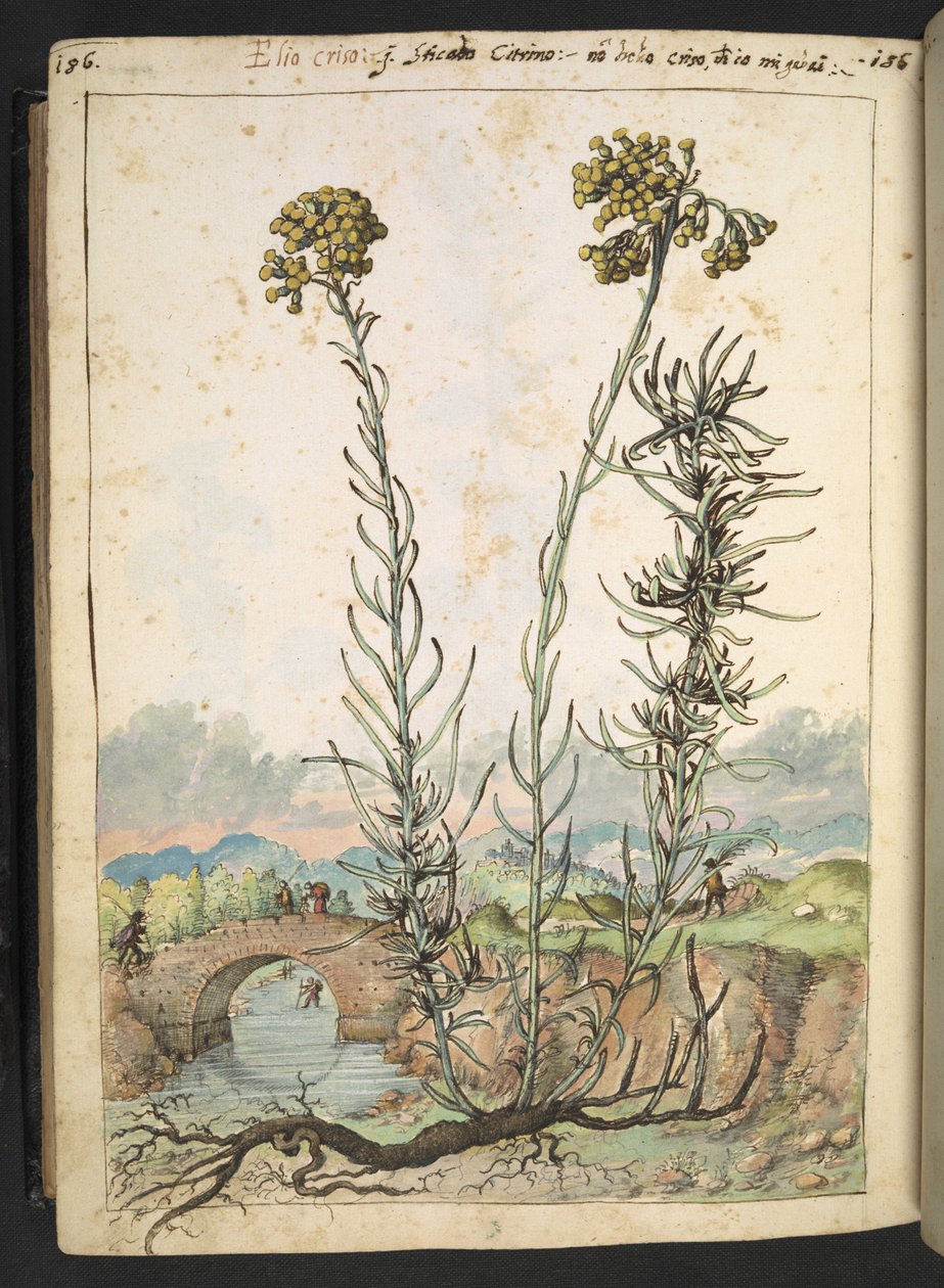 Helichrysum italicum: rostlina se žlutými poupaty, z "Obrazy flóry římských států" od Gherarda Ciba, Add MS 22333, f176v, c.1564-84 (akvarel a kvaš na papíře) od Gherardo Cibo