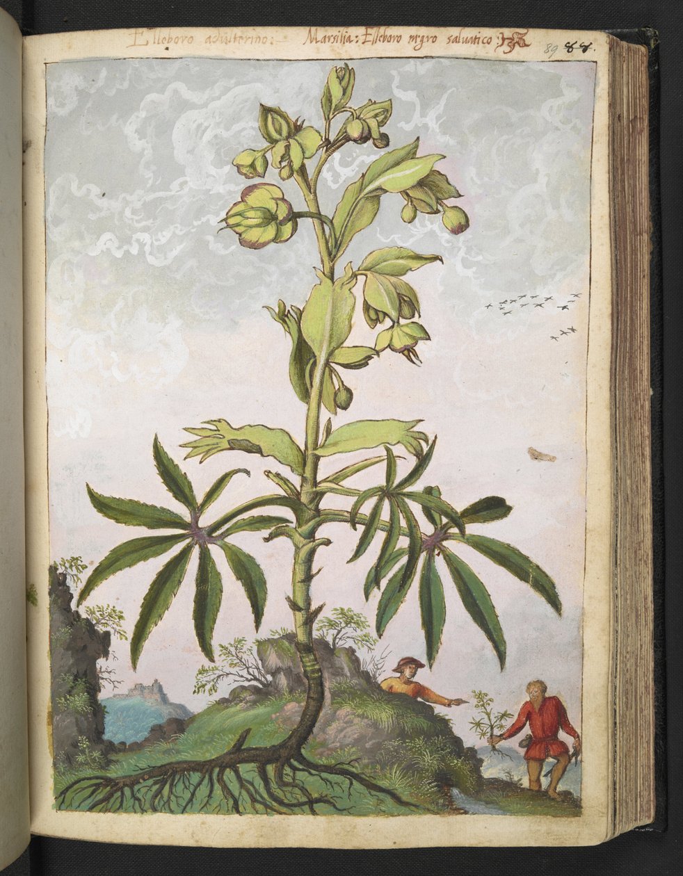 Helleborus foetidus, z "Obrazy flóry římských států" od Gherarda Ciba, Přidat MS 22333, f089r, c.1564-84 (akvarel a kvaš na papíře) od Gherardo Cibo