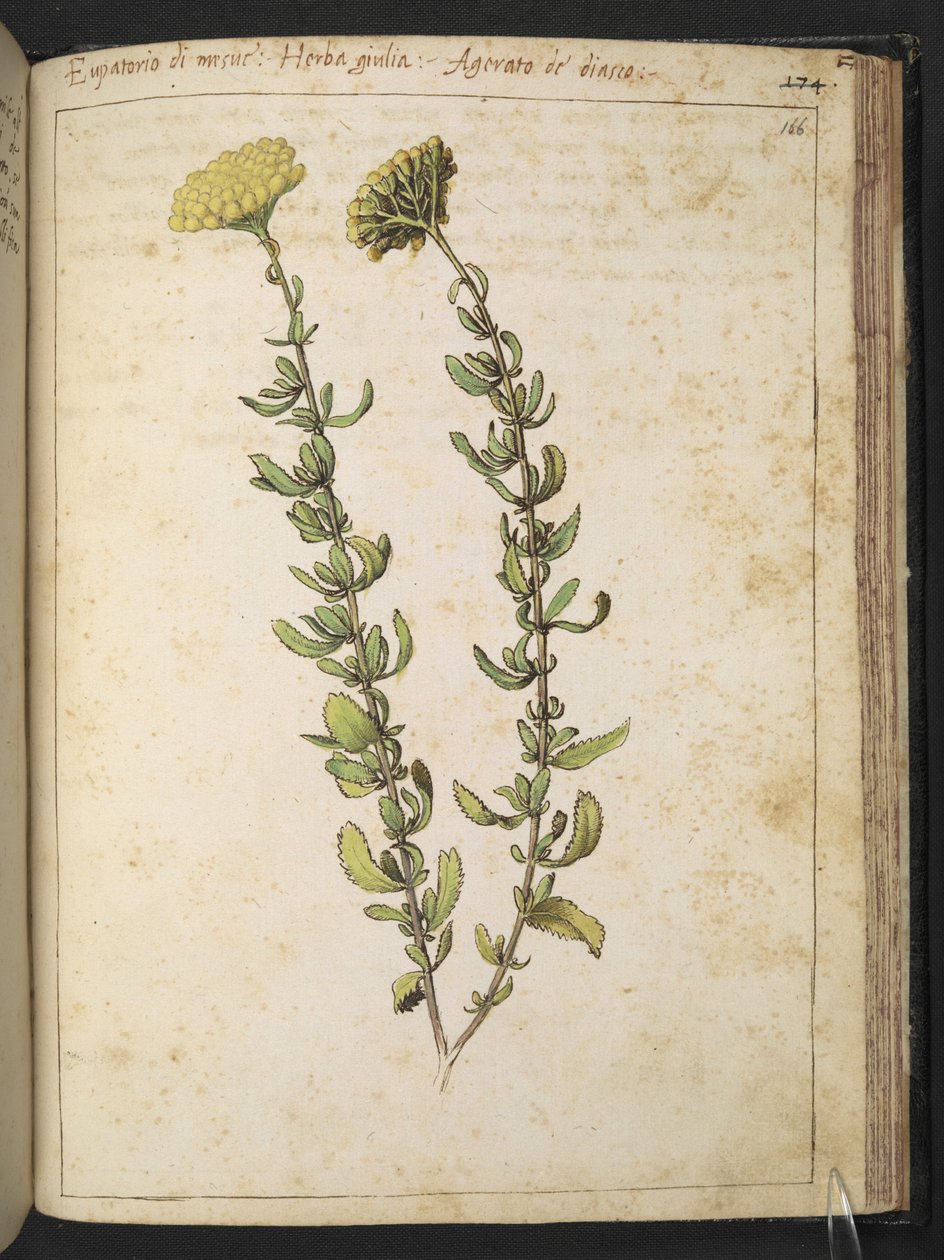 Řepík konopný (rodu Eupatorium), možná vikev ledvinová, z "Obrazy flóry římských států" od Gherarda Ciba, Přidat MS 22333, f166r, kolem 1564-84 (akvarel a kvaš na papíře) od Gherardo Cibo