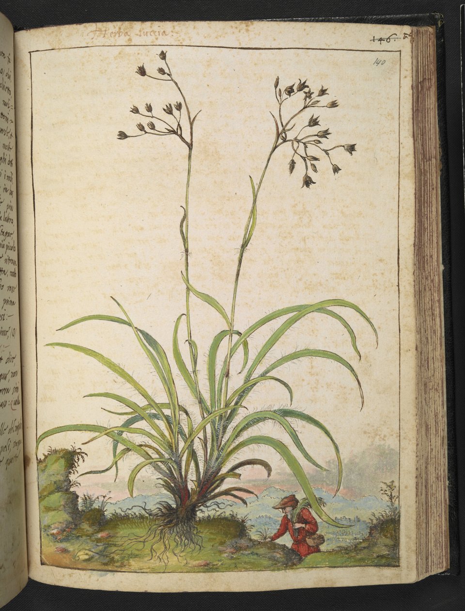 Herba Luccia, z "Obrazy flóry římských států" od Gherarda Ciba, Přidat MS 22333, f140r, c.1564-84 (akvarel a kvaš na papíře) od Gherardo Cibo