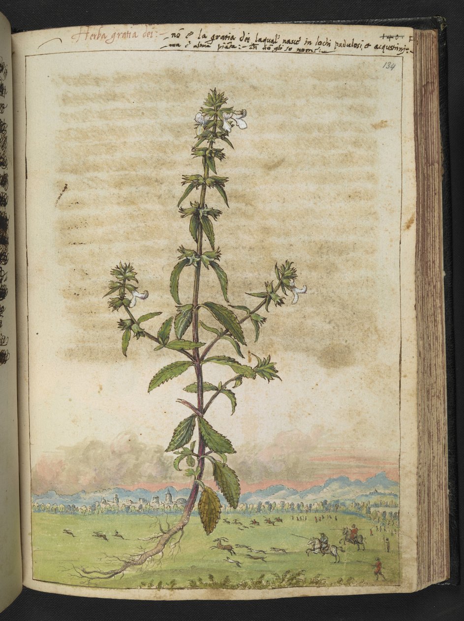 Herba gratia dei (Živý yzop), z "Obrazy flóry římských států" od Gherarda Ciba, Přidat MS 22333, f134r, c.1564-84 (akvarel a kvaš na papíře) od Gherardo Cibo