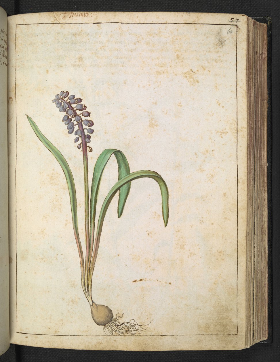Hyacinthus, z "Obrazy flóry římských států" od Gherarda Ciba, Add MS 22333, f060r, c.1564-84 (akvarel a kvaš na papíře) od Gherardo Cibo