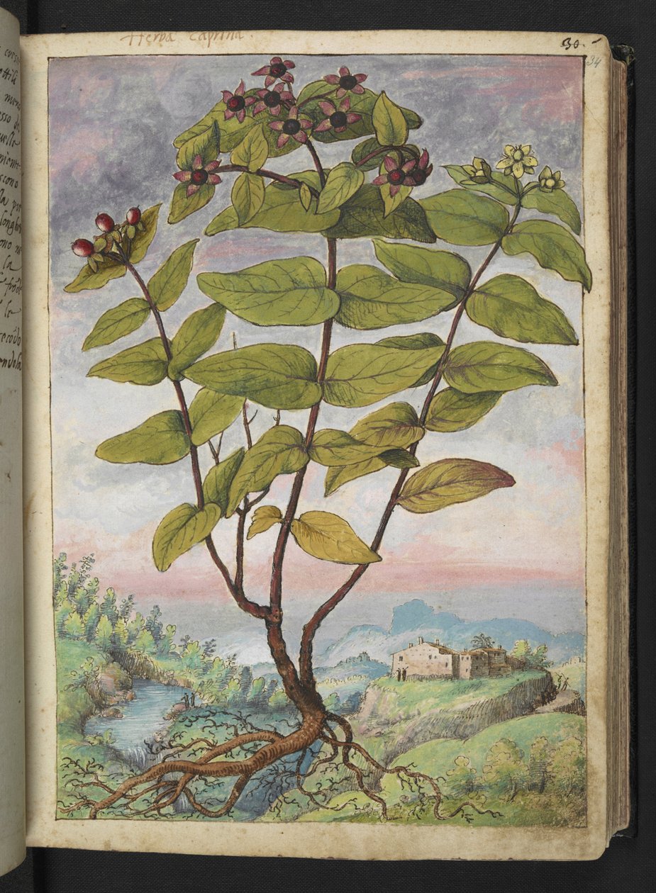 Hypericum hircinum, z "Obrazy flóry římských států" od Gherarda Ciba, Přidat MS 22333, f034r, c.1564-84 (akvarel a kvaš na papíře) od Gherardo Cibo