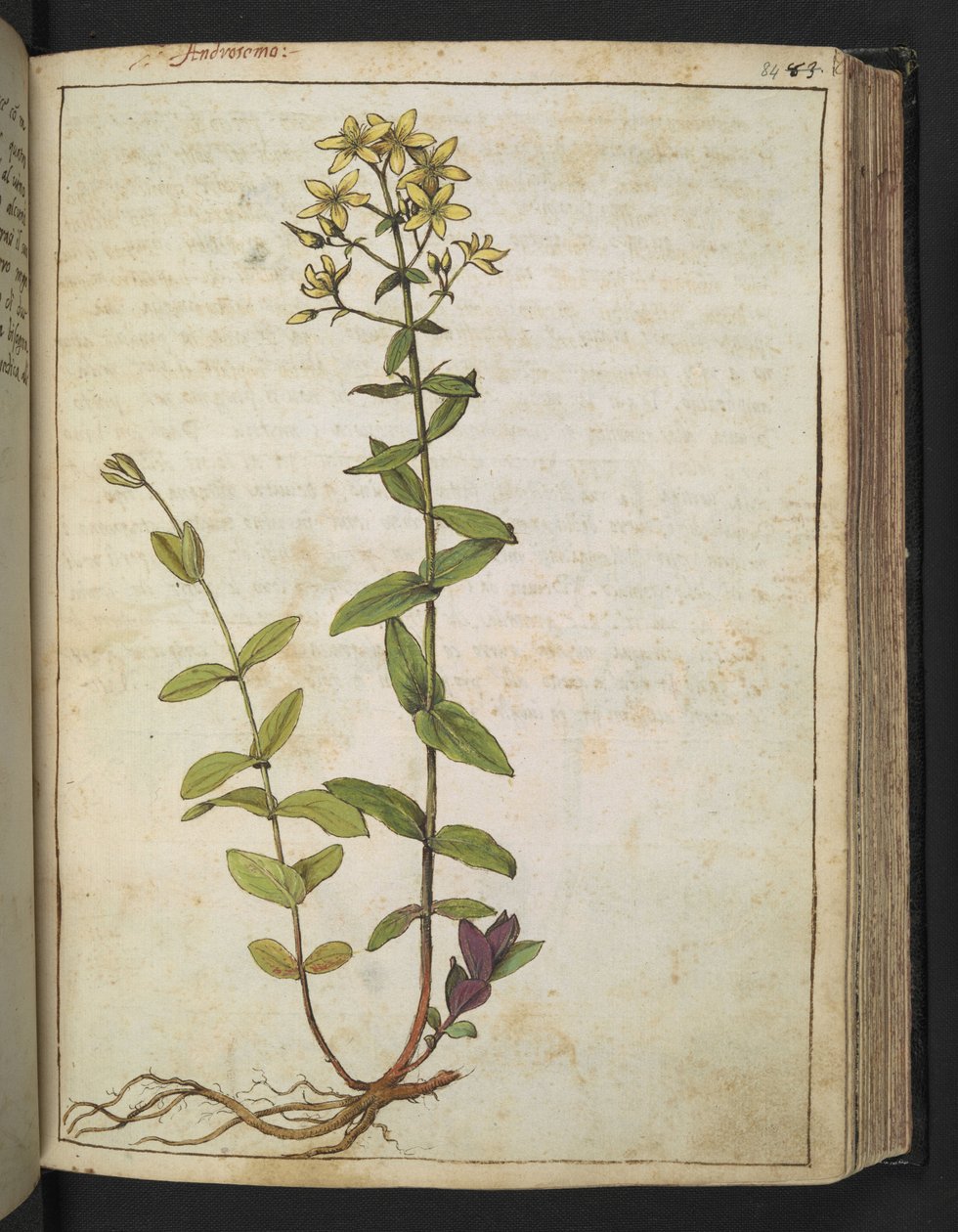Hypericum perfoliatum, z "Obrazy flóry římských států" od Gherarda Ciba, Přidat MS 22333, f084r, c.1564-84 (akvarel a kvaš na papíře) od Gherardo Cibo