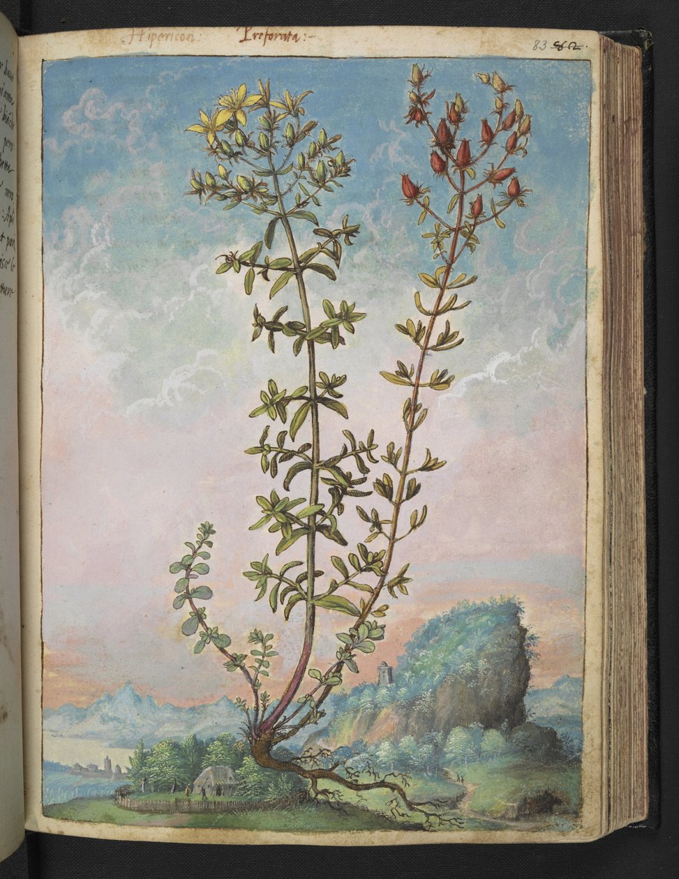 Hypericum perforatum, z "Obrazy flóry římských států" od Gherarda Ciba, Přidat MS 22333, f083r, c.1564-84 (akvarel a kvaš na papíře) od Gherardo Cibo