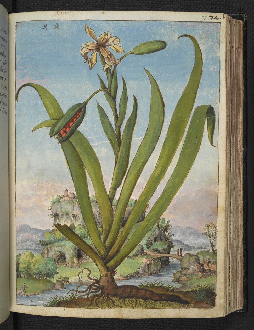 Iris Foetidissima: Kvetoucí rostlina se semennými lusky, z "Paintings of Flora of the Roman States" od Gherardo Cibo, Add MS 22333, f073r, c.1564-84 (akvarel a kvaš na papíře) od Gherardo Cibo
