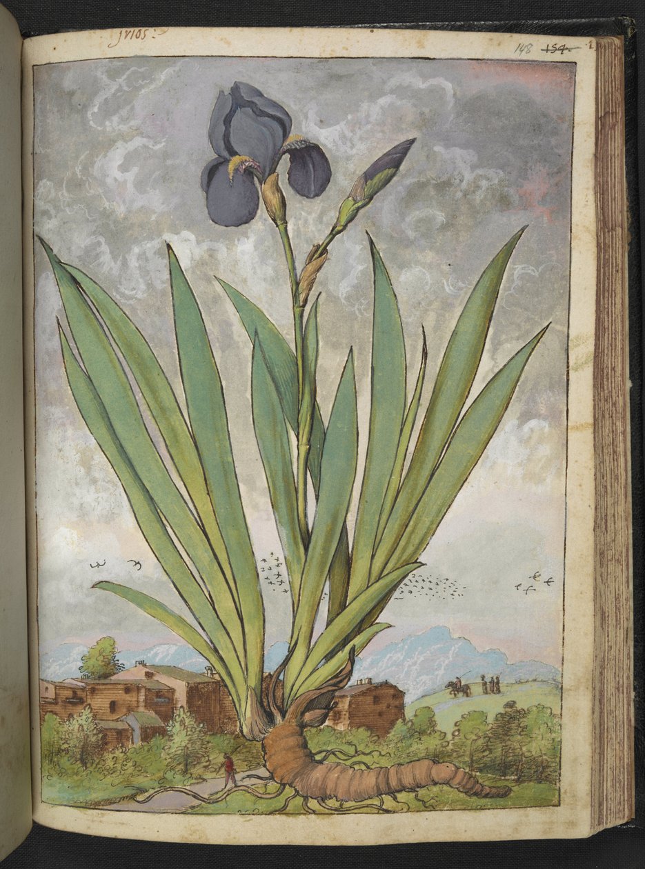 Iris germanica, z "Paintings of Flora of the Roman States" od Gherardo Cibo, Add MS 22333, f148r, c.1564-84 (akvarel a kvaš na papíře) od Gherardo Cibo