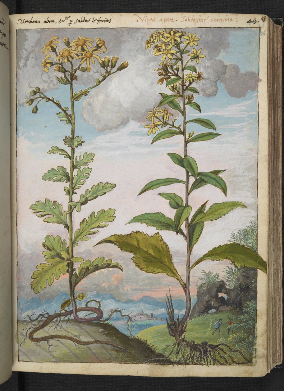 Jacobaeae vulgaris et Senecio ovatu, z "Obrazy flóry římských států" od Gherarda Ciba, Add MS 22333, f046r, c.1564-84 (akvarel a kvaš na papíře) od Gherardo Cibo