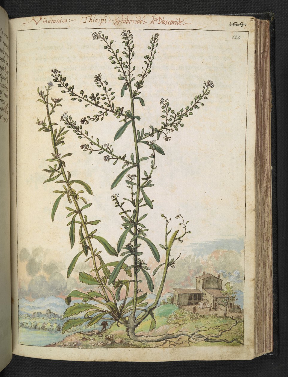 Lepidium graminifolium, z "Paintings of Flora of the Roman States" od Gherardo Cibo, Add MS 22333, f120r, c.1564-84 (akvarel a kvaš na papíře) od Gherardo Cibo