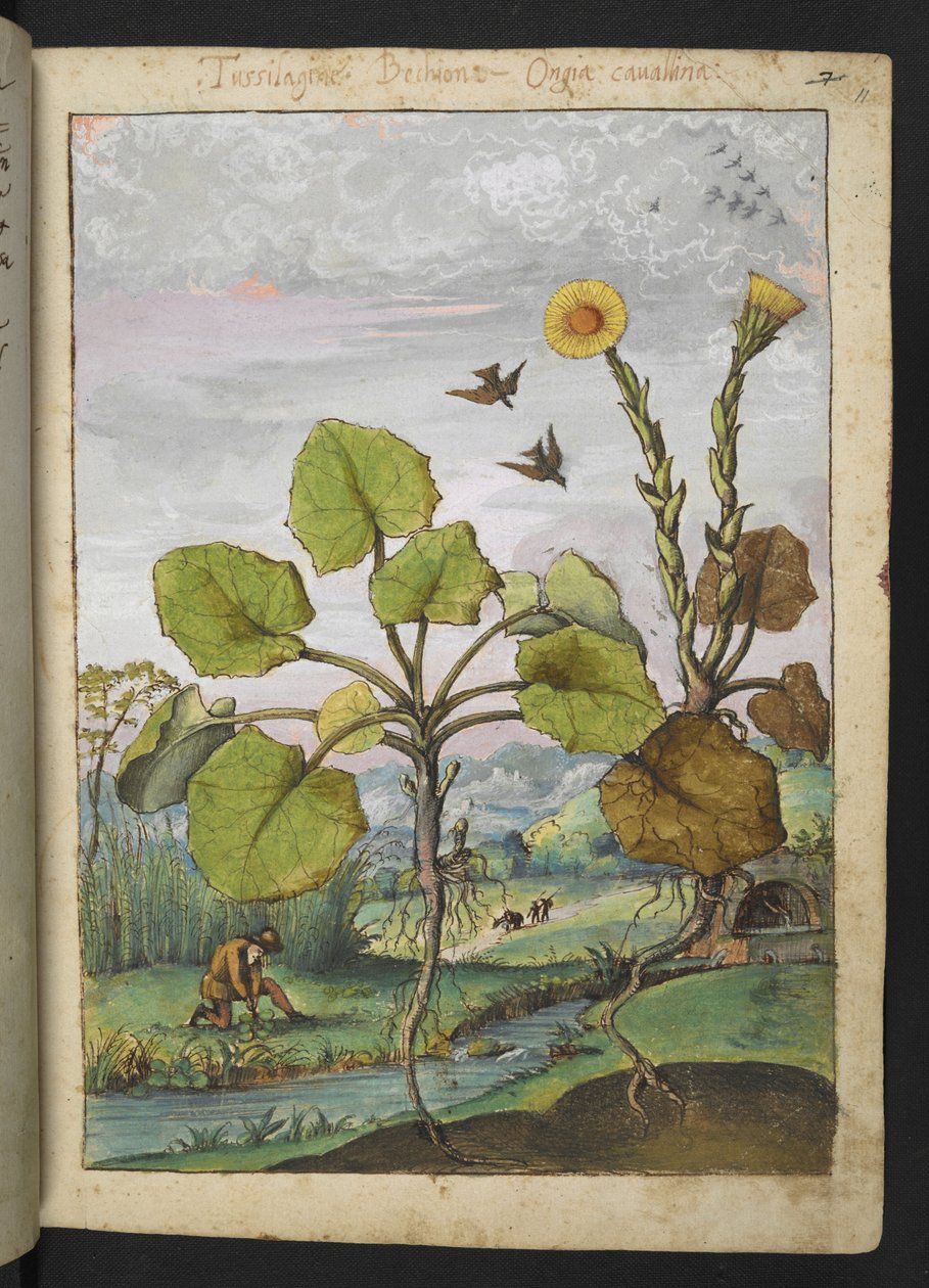 Ligularia tussilaginea (Leopardí rostlina), z "Obrazy flóry římských států" od Gherarda Ciba, Přidat MS 22333, f011r, c.1564-84 (akvarel a kvaš na papíře) od Gherardo Cibo