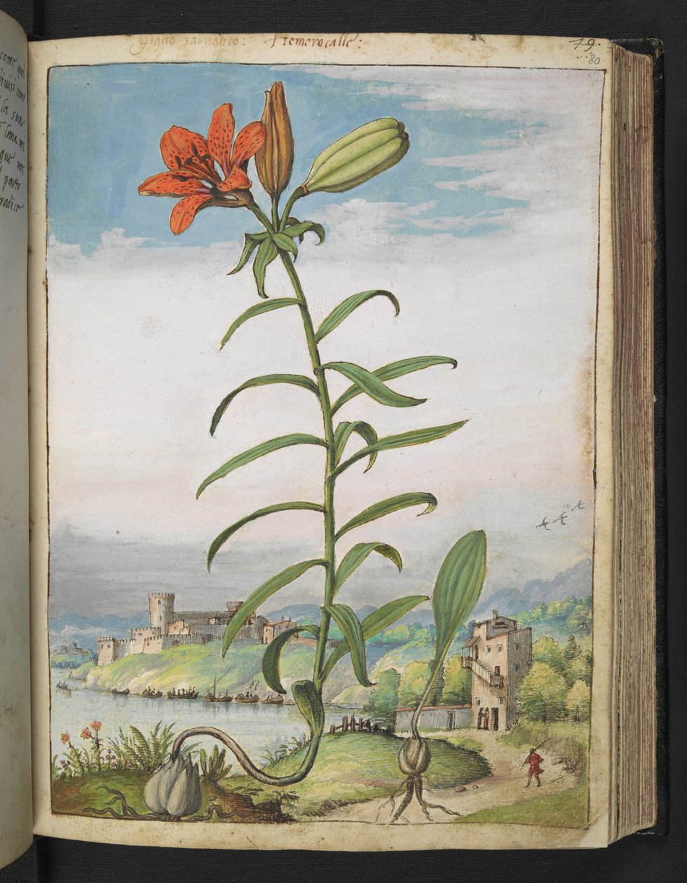Lilium bulbiferum: Rostlina s červenými okvětními lístky, z "Obrazy flóry římských států" od Gherarda Ciba, Přidat MS 22333, f080r, cca 1564-84 (akvarel a kvaš na papíře) od Gherardo Cibo