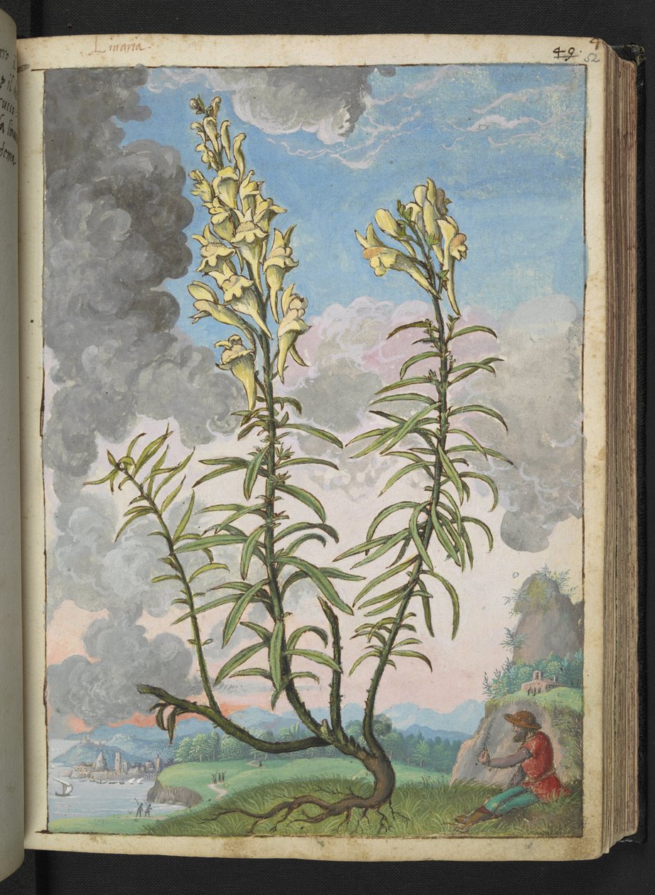 Linaria vulgaris, z "Obrazy flóry římských států" od Gherarda Ciba, Přidat MS 22333, f052r, c.1564-84 (akvarel a kvaš na papíře) od Gherardo Cibo