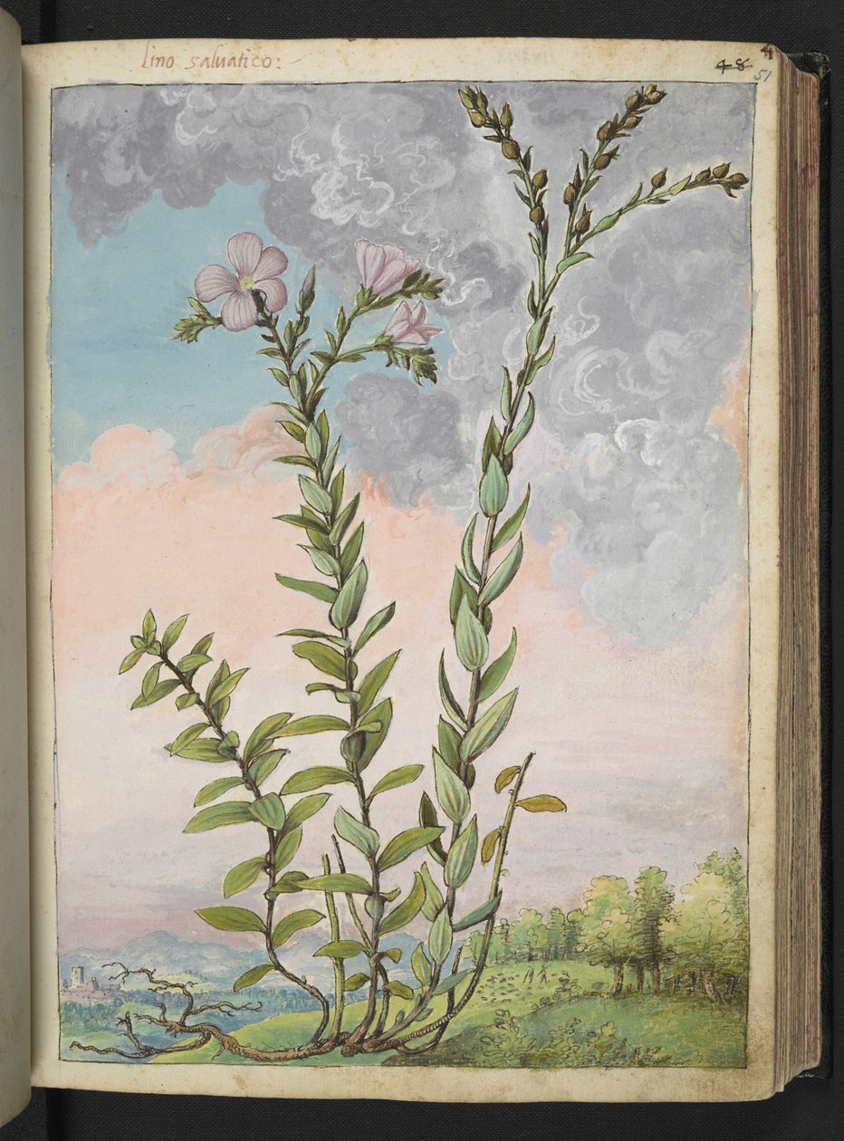 Linum viscosum: Vysoká rostlina s růžovými květy, z "Paintings of Flora of the Roman States" od Gherarda Ciba, Add MS 22333, f051r, c.1564-84 (akvarel a kvaš na papíře) od Gherardo Cibo