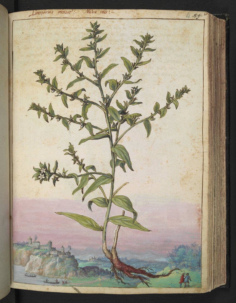Lithospermum officinale, z "Obrazy flóry římských států" od Gherarda Ciba, Přidat MS 22333, f062r, c.1564-84 (akvarel a kvaš na papíře) od Gherardo Cibo