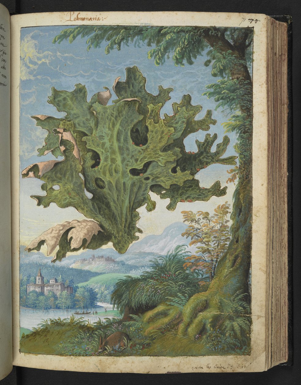 Lobaria pulmonaria (Lungwort) , z "Obrazy flóry římských států" od Gherarda Ciba, Přidat MS 22333, f071r, c.1564-84 (akvarel a kvaš na papíře) od Gherardo Cibo