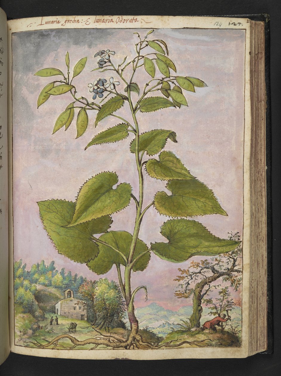Lunaria redivivia, z "Obrazy flóry římských států" od Gherarda Ciba, Přidat MS 22333, f124r, c.1564-84 (akvarel a kvaš na papíře) od Gherardo Cibo
