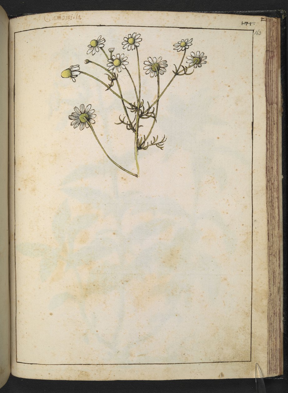 Matricaria chamomilla (Heřmánek), z "Obrazy květeny římských států" od Gherarda Ciba, Přidat MS 22333, f163r, cca 1564-84 (akvarel a kvaš na papíře) od Gherardo Cibo