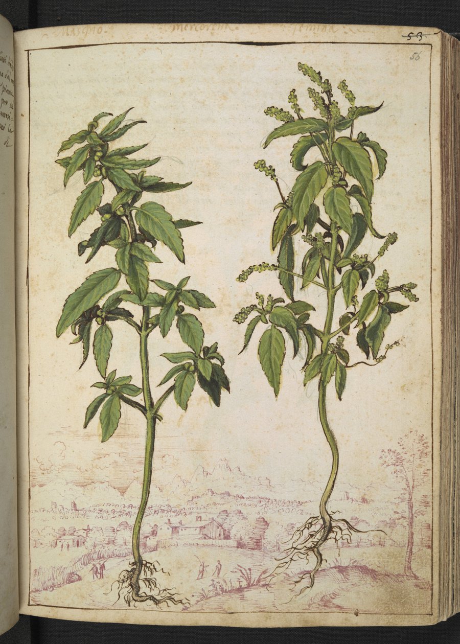 Mercurialis annua, z "Obrazy flóry římských států" od Gherarda Ciba, Přidat MS 22333, f056r, c.1564-84 (akvarel a kvaš na papíře) od Gherardo Cibo