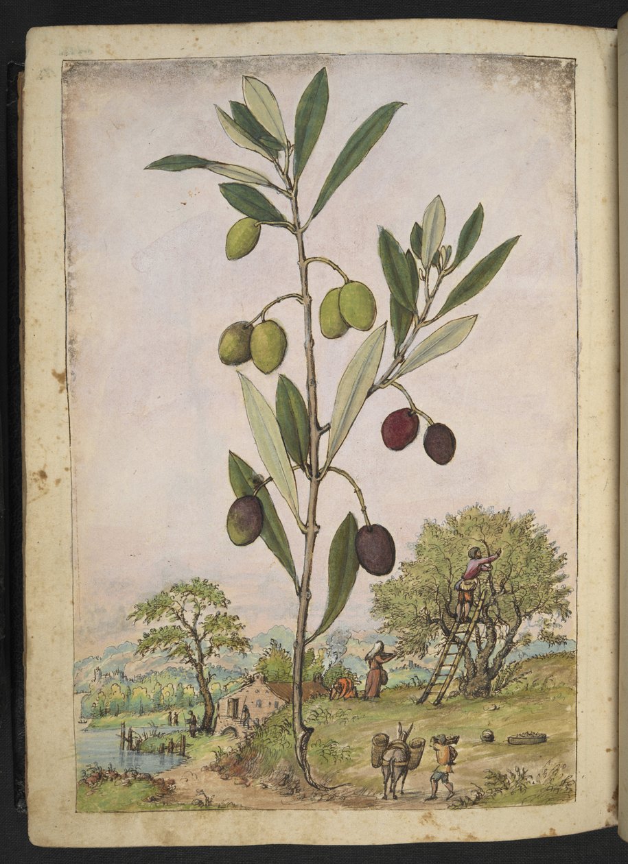 Olea europaea (olivovník), z "Obrazy flóry římských států" od Gherarda Ciba, Přidat MS 22333, f181v, c.1564-84 (akvarel a kvaš na papíře) od Gherardo Cibo