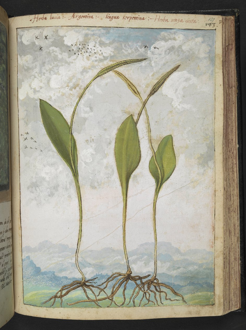 Ophioglossum vulgatum, z "Obrazy flóry římských států" od Gherarda Ciba, Přidat MS 22333, f137r, c.1564-84 (akvarel a kvaš na papíře) od Gherardo Cibo