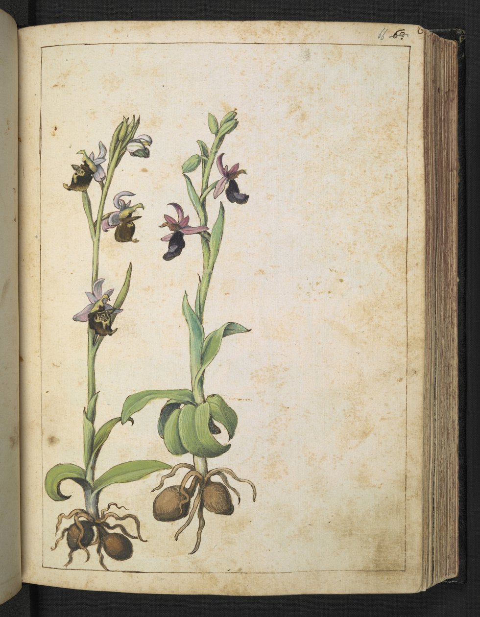 Orchis: Rostlina s bílými a růžovými květy, z "Paintings of Flora of the Roman States" od Gherarda Ciba, Add MS 22333, f066r, c.1564-84 (akvarel a kvaš na papíře) od Gherardo Cibo