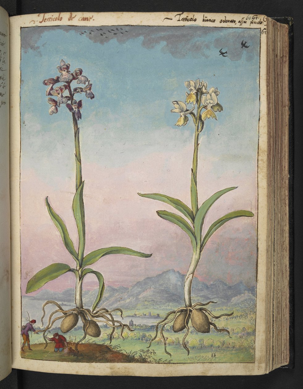 Orchis pallens: Dvě kvetoucí rostliny, z "Paintings of Flora of the Roman States" od Gherardo Cibo, Add MS 22333, f064r, c.1564-84 (akvarel a kvaš na papíře) od Gherardo Cibo