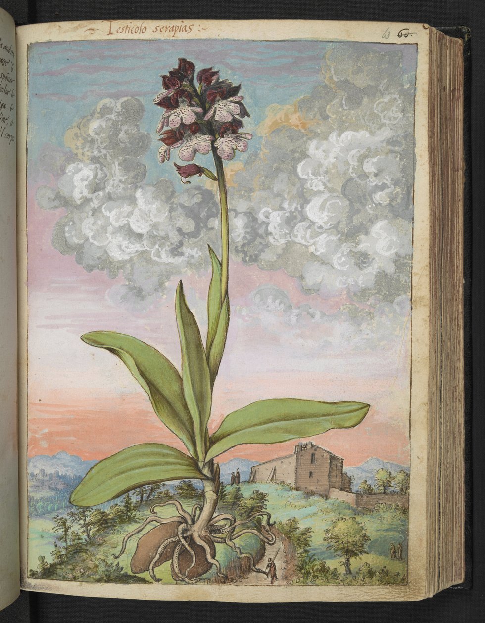 Orchis serapias, z "Obrazy flóry římských států" od Gherarda Ciba, Přidat MS 22333, f063r, c.1564-84 (akvarel a kvaš na papíře) od Gherardo Cibo