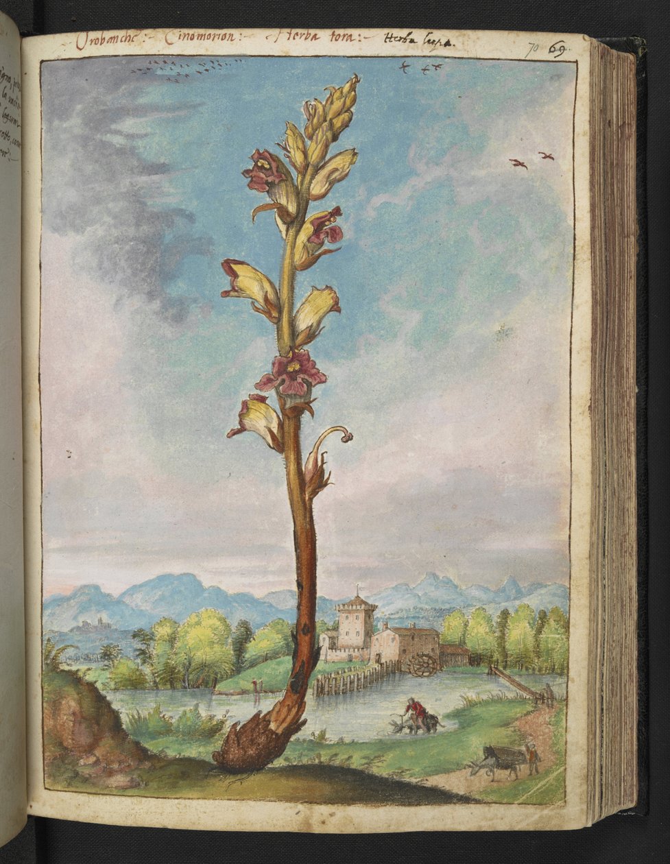 Orobanche gracilis, z "Paintings of Flora of the Roman States" od Gherardo Cibo, Add MS 22333, f070r, c.1564-84 (akvarel a kvaš na papíře) od Gherardo Cibo