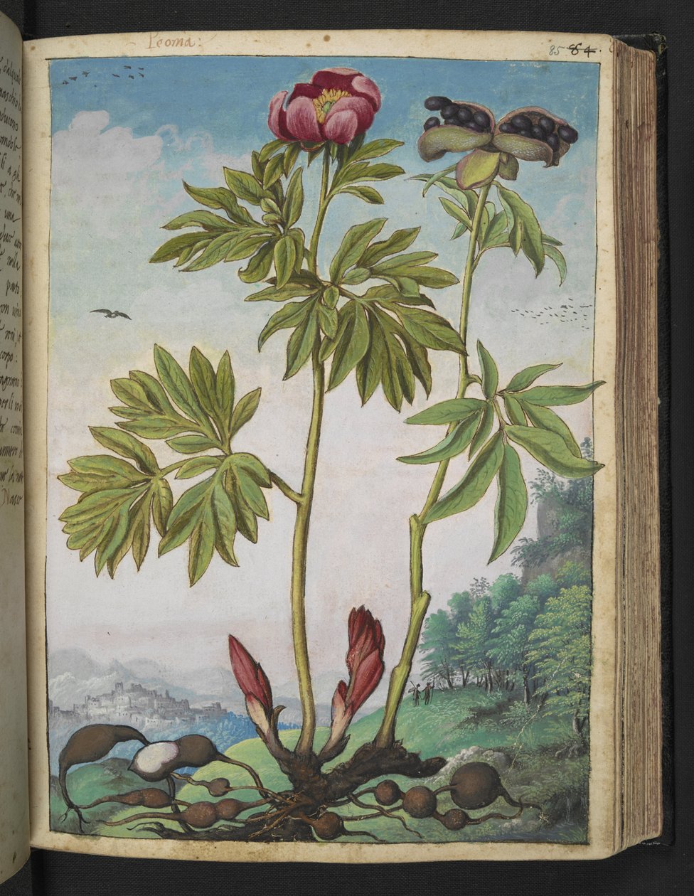 Paeonia officinalis, z "Obrazy flóry římských států" od Gherarda Ciba, Přidat MS 22333, f085r, c.1564-84 (akvarel a kvaš na papíře) od Gherardo Cibo
