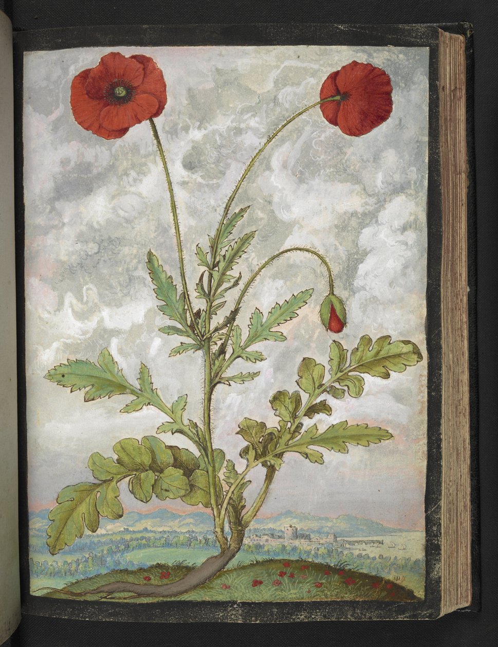 Papaver rhoeas (Vlčí máky), z "Obrazy flóry římských států" od Gherarda Ciba, Přidat MS 22333, f107r, c.1564-84 (akvarel a kvaš na papíře) od Gherardo Cibo