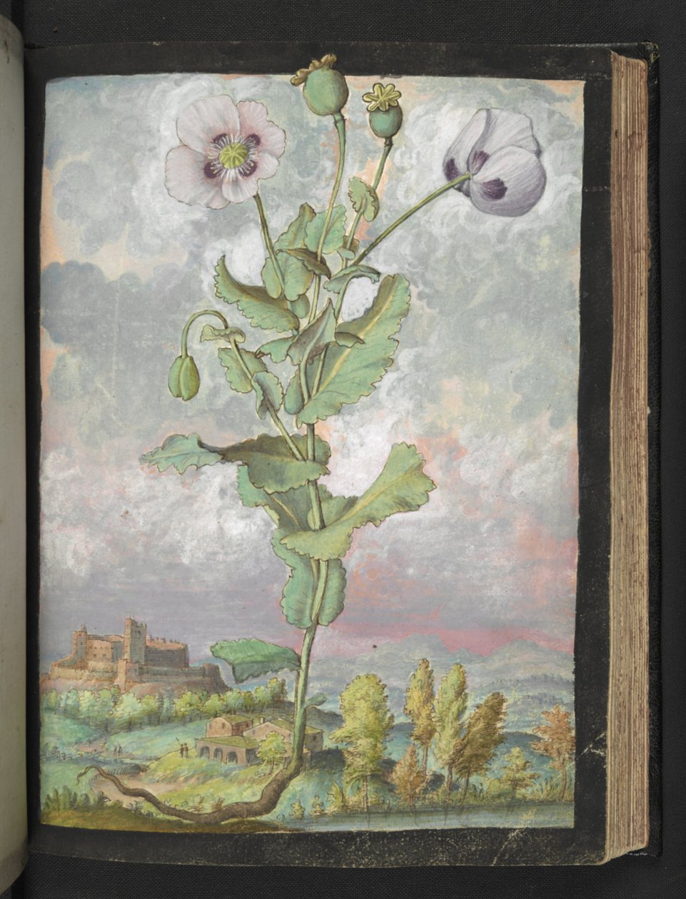 Papaver somniferum: Rostlina s bílými okvětními lístky, z "Paintings of Flora of the Roman States" od Gherardo Cibo, Add MS 22333, f108r, c.1564-84 (akvarel a kvaš na papíře) od Gherardo Cibo