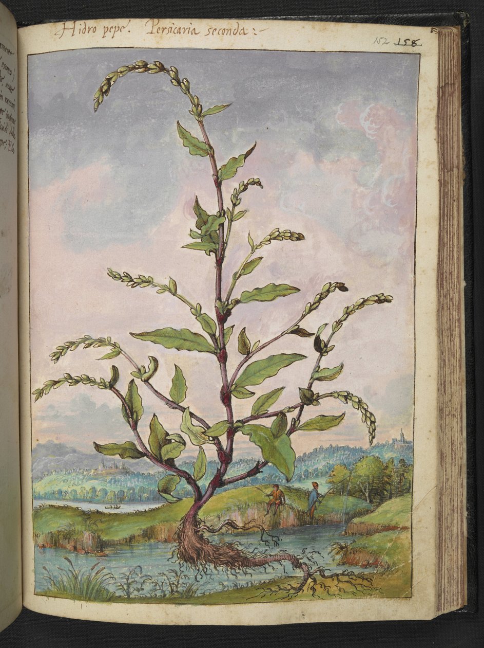 Persicaria hydropiper, z "Paintings of Flora of the Roman States" od Gherardo Cibo, Add MS 22333, f152r, c.1564-84 (akvarel a kvaš na papíře) od Gherardo Cibo