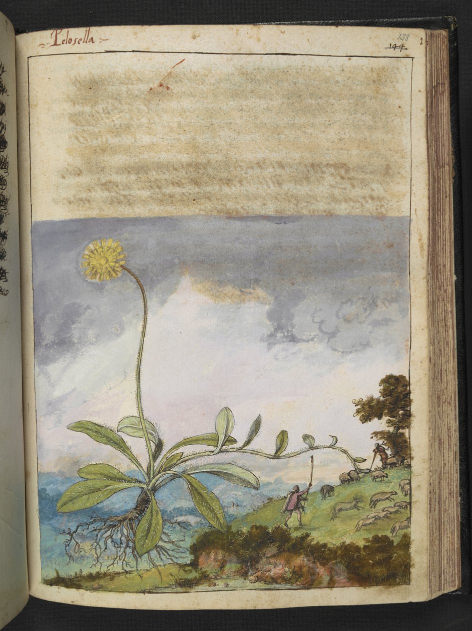 Pilosella officinarum, z "Obrazy flóry římských států" od Gherarda Ciba, Přidat MS 22333, f138r, c.1564-84 (akvarel a kvaš na papíře) od Gherardo Cibo