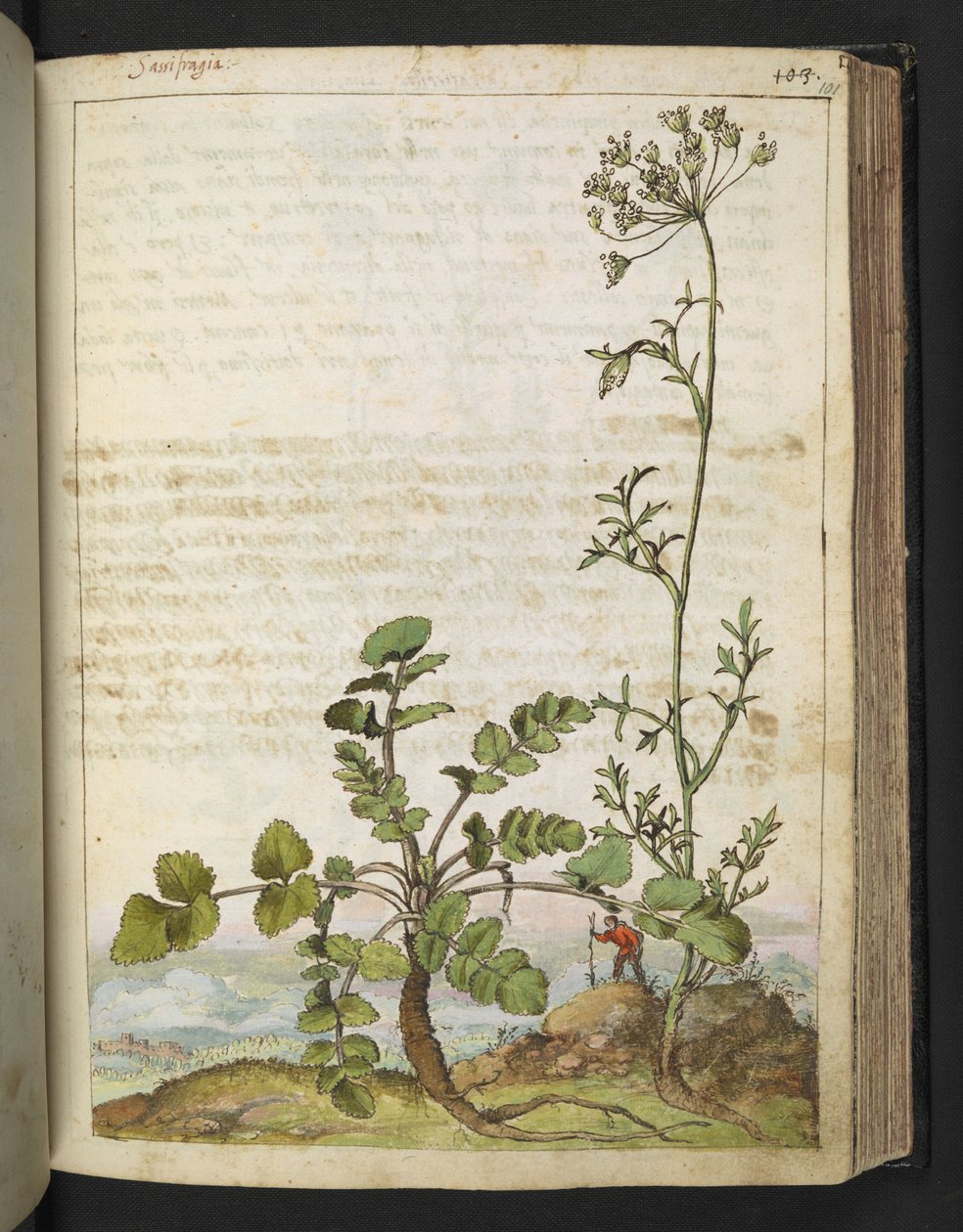 Pimpinella saxifraga, z "Obrazy flóry římských států" od Gherarda Ciba, Přidat MS 22333, f101r, c.1564-84 (akvarel a kvaš na papíře) od Gherardo Cibo
