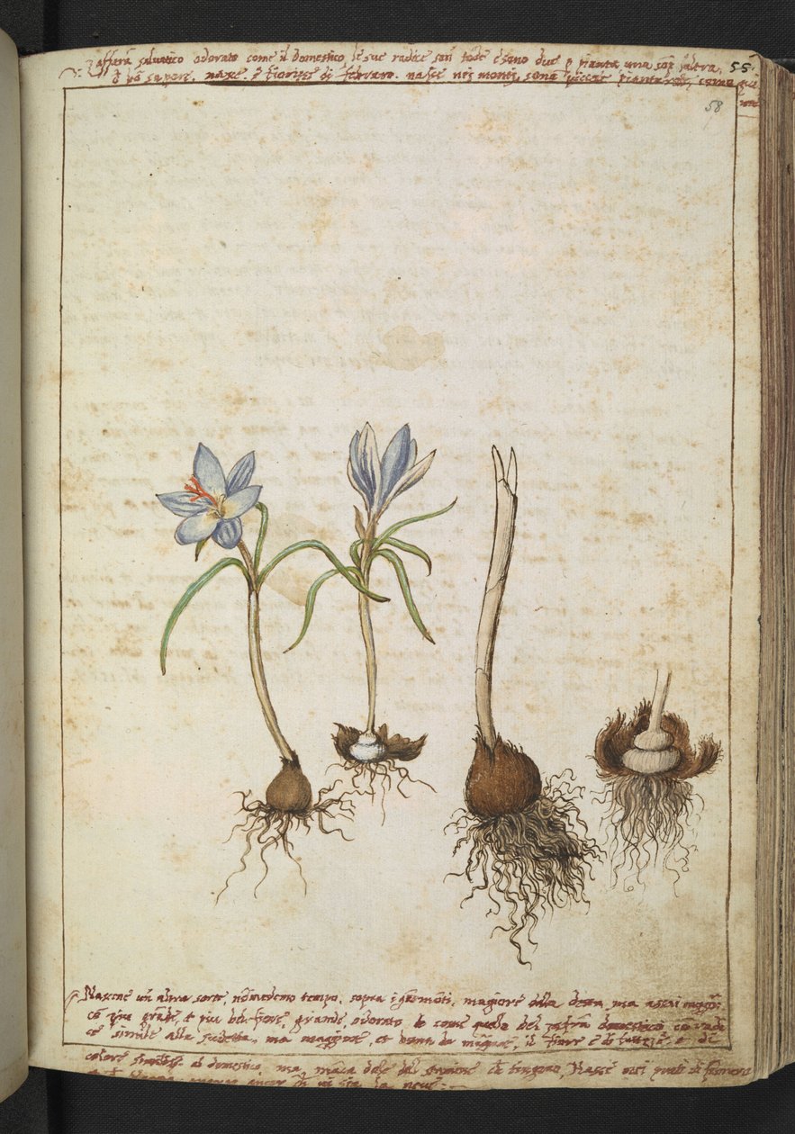 Rostliny mezi modrými květy, z "Paintings of Flora of the Roman States" od Gherardo Cibo, Add MS 22333, f058r, c.1564-84 (akvarel a kvaš na papíře) od Gherardo Cibo