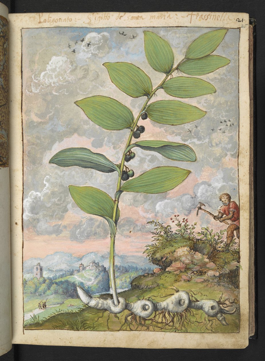 Polygonatum odoratum: Rostlina. Muž s trsátkem, z "Obrazy flóry římských států" od Gherarda Ciba, Přidat MS 22333, f025r, c.1564-84 (akvarel a kvaš na papíře) od Gherardo Cibo