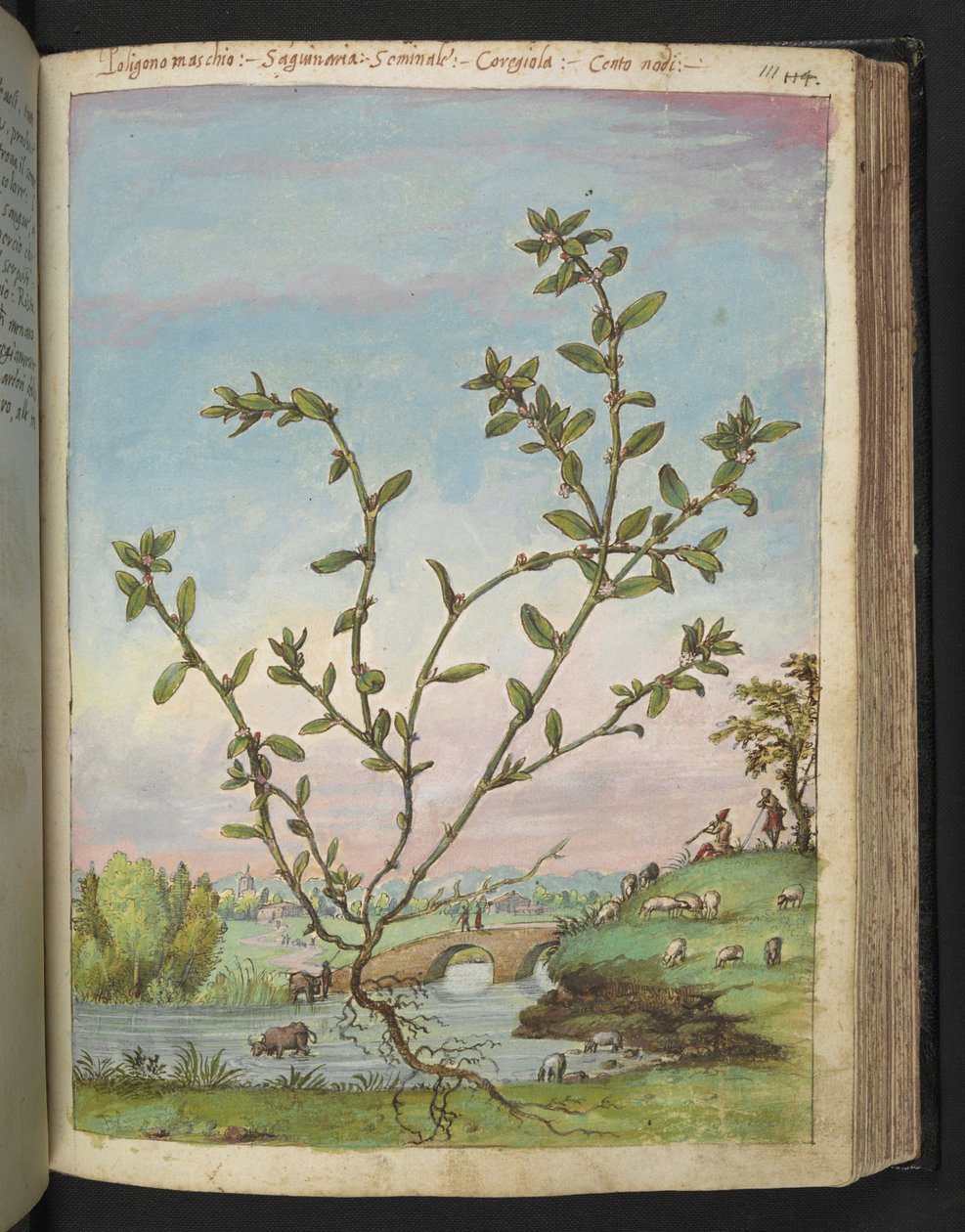 Polygonum aviculare, z "Obrazy flóry římských států" od Gherarda Ciba, Přidat MS 22333, f111r, c.1564-84 (akvarel a kvaš na papíře) od Gherardo Cibo