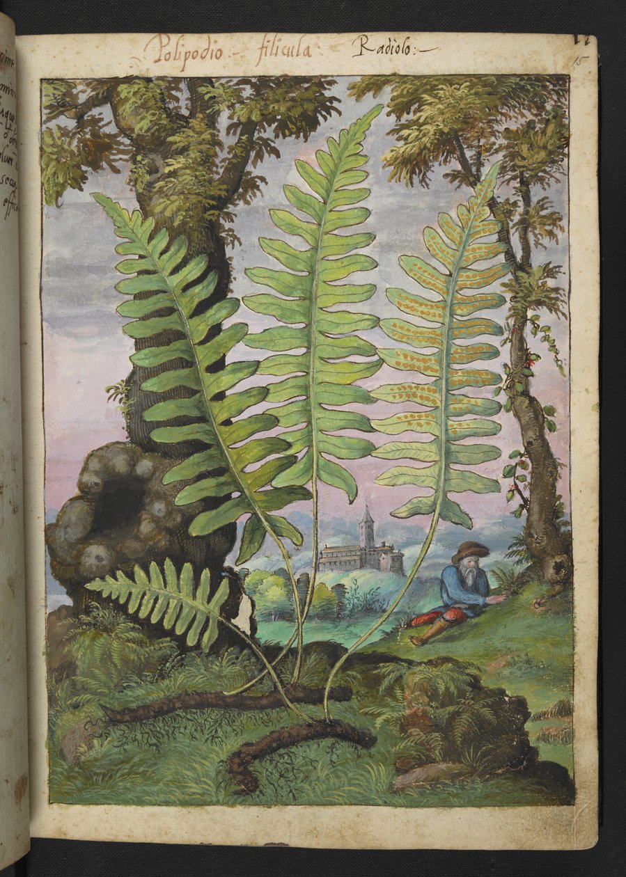 Polypodium, z "Paintings of Flora of the Roman States" od Gherardo Cibo, Add MS 22333, f015r, c.1564-84 (akvarel a kvaš na papíře) od Gherardo Cibo