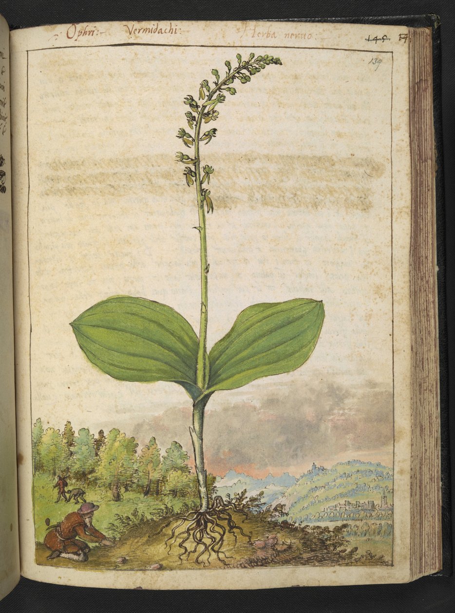 Možná Ophrys apifera (včelí orchidej), z "Paintings of Flora of the Roman States" od Gherardo Cibo, Add MS 22333, f139r, c.1564-84 (akvarel a kvaš na papíře) od Gherardo Cibo