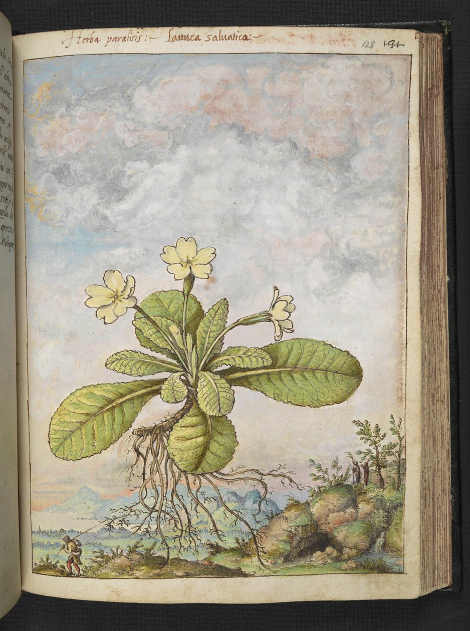 Primula vulgaris, z "Obrazy flóry římských států" od Gherarda Ciba, Přidat MS 22333, f128r, c.1564-84 (akvarel a kvaš na papíře) od Gherardo Cibo