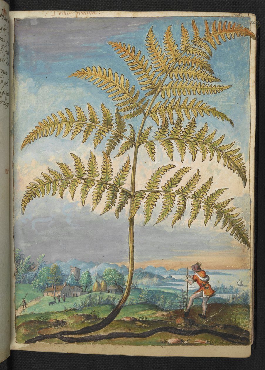 Pteridium aquilinum: Kapradina, z "Obrazy flóry římských států" od Gherarda Ciba, Přidat MS 22333, f020r, cca 1564-84 (akvarel a kvaš na papíře) od Gherardo Cibo