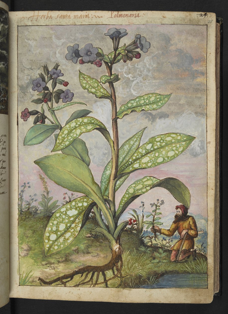Pulmonaria officinalis, z "Obrazy flóry římských států" od Gherarda Ciba, Přidat MS 22333, f028r, c.1564-84 (akvarel a kvaš na papíře) od Gherardo Cibo