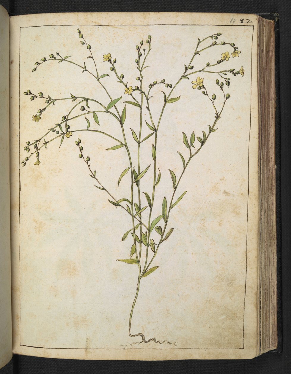 Ranunculus bulbosus: Rostlina se žlutými květy, z "Paintings of Flora of the Roman States" od Gherarda Ciba, Add MS 22333, f088r, c.1564-84 (akvarel a kvaš na papíře) od Gherardo Cibo